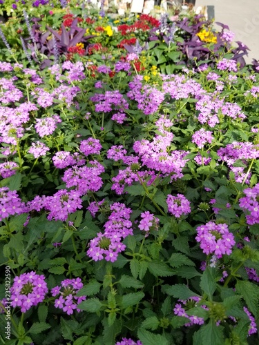 varied garden flowers