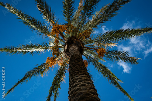 palm tree