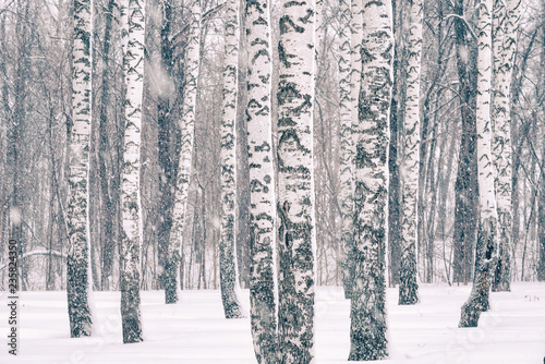Fototapeta samoprzylepna Brzozowy las przy zima śnieżycą