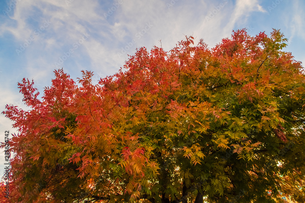 trees in autumn trees in autumn