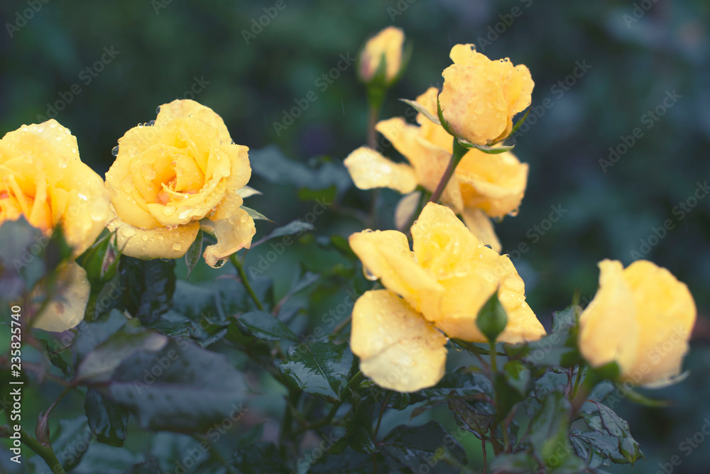 Yellow rose Bush in the garden Blooming plant blurred background selective focus Top view Yellow rose Bush in the garden Blooming plant blurred background selective focus Top view