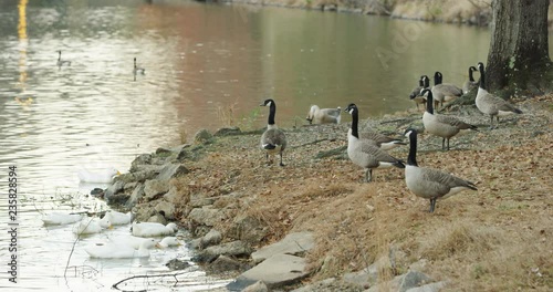 Geese and Ducks around a lake