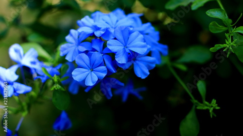 Pretty blue flower expression flower