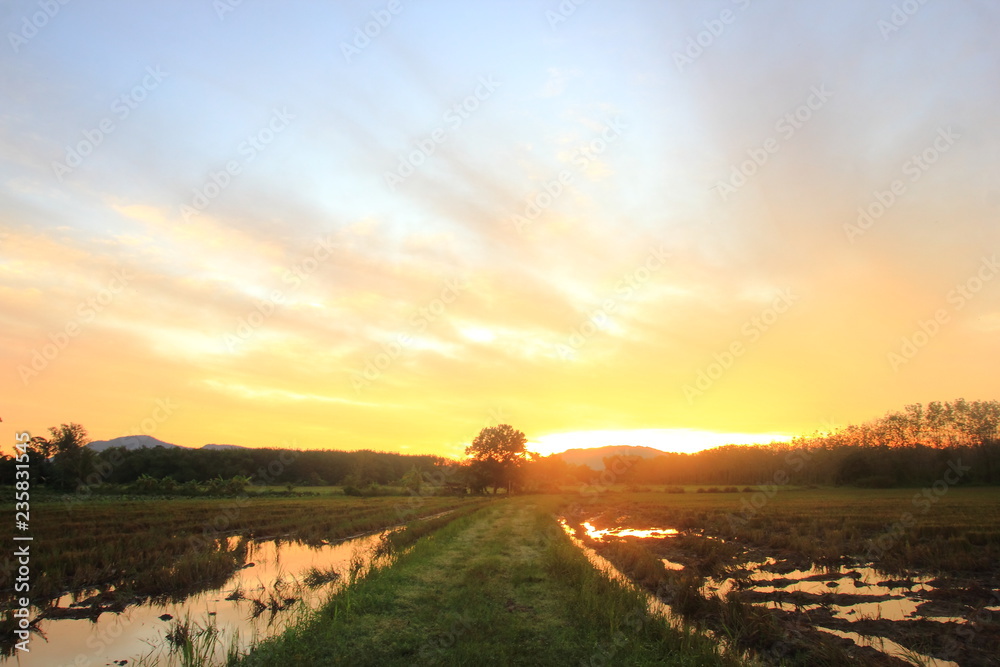 Field rice on the after harvest on the sunset,for background.