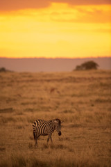 Wandcirkels Bruin Zebra in Afrikaanse zonsondergang  © imphilip