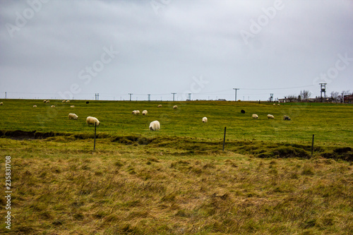 Herd of Icelandic Sheep Grazing in Farmland in the Golden Circle of Iceland