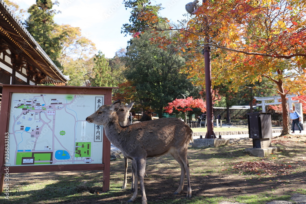 Fototapeta premium 奈良公園 紅葉と鹿
