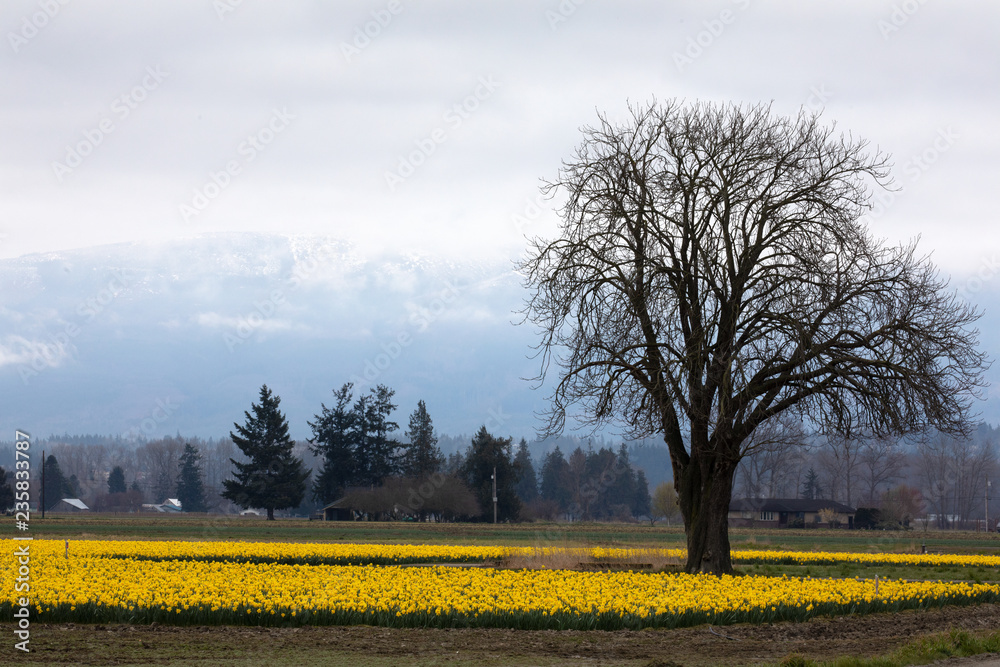 Obraz premium Daffodil growing in a field. 