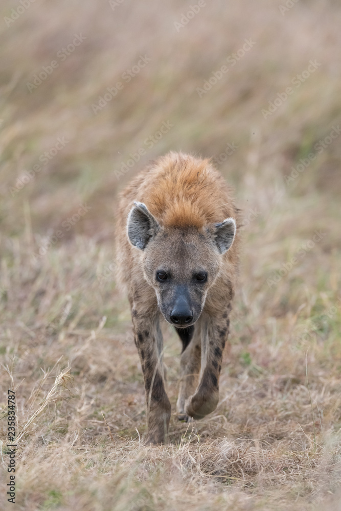 Hyena in the bush Hyena in the bush