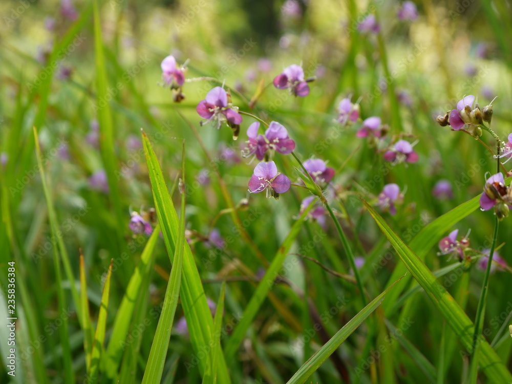 pink flowers in a field pink flowers in a field