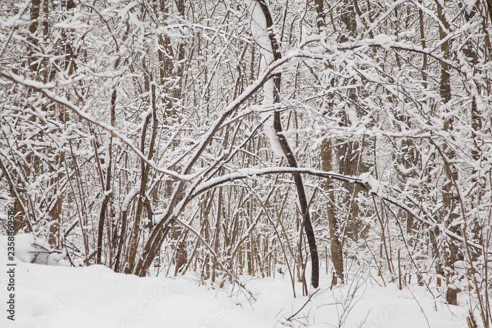 Beautiful winter forest landscape, trees covered snow