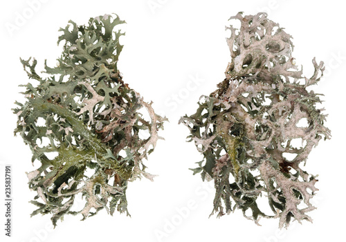 Fragment of natural forest  gray moss lichen  plant.  Isolated  macro