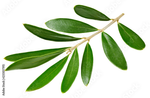 Olive leaves isolated on white