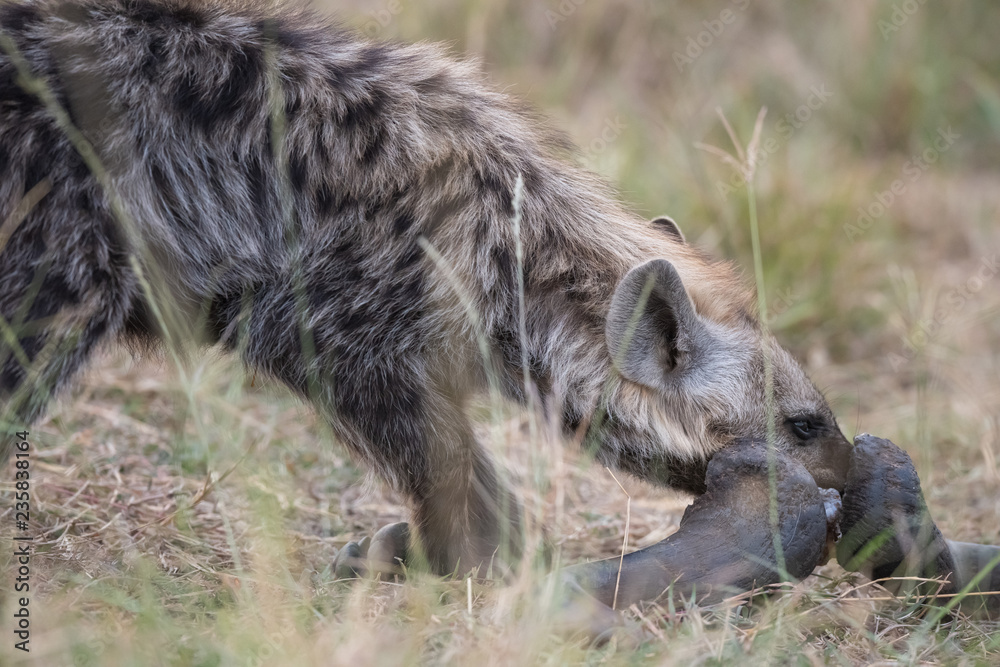 Fototapeta premium Hyena in the bush
