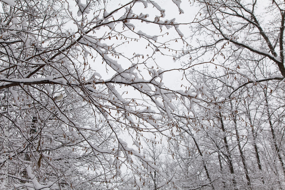 Beautiful winter forest landscape, trees covered snow Beautiful winter forest landscape, trees covered snow