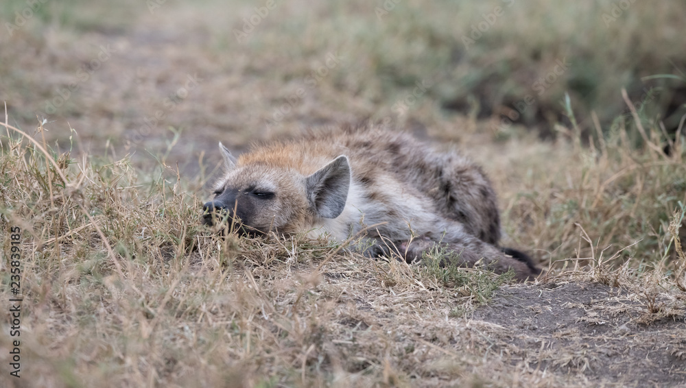 Hyena in the bush Hyena in the bush