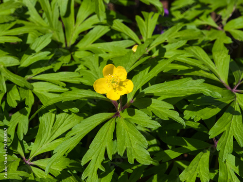 Blooming Yellow or Buttercup Anemone flower macro with defocused background, selective focus, shallow DOF