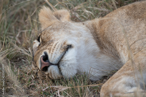 Fototapeta Naklejka Na Ścianę i Meble -  one sleeping lion