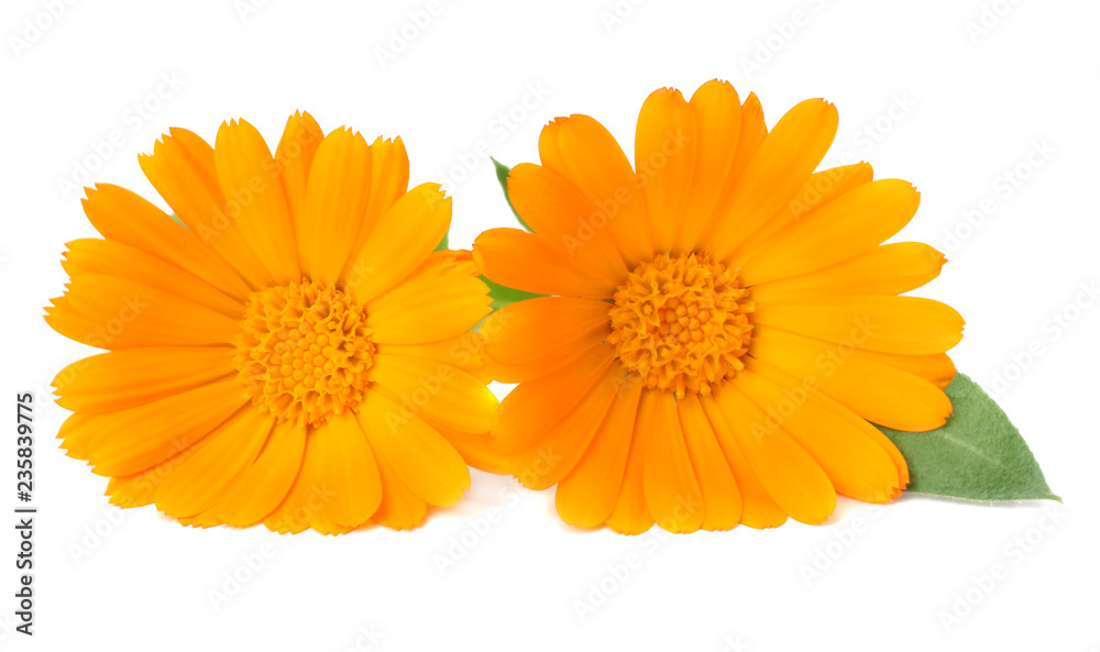 marigold flowers with green leaf isolated on white background. calendula flower. marigold flowers with green leaf isolated on white background. calendula flower.