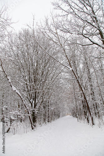 Beautiful winter forest landscape, trees covered snow © ksubogdanova