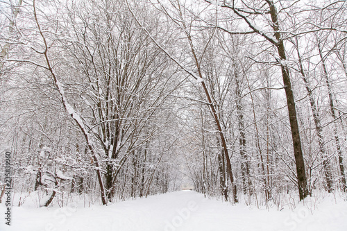 Beautiful winter forest landscape, trees covered snow