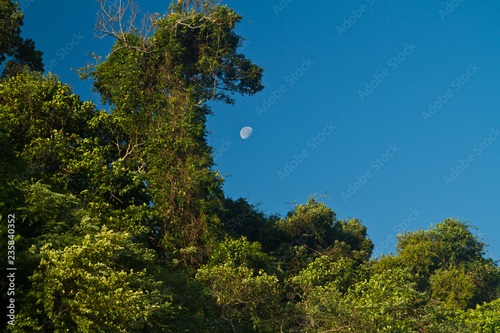 Obraz premium Mangrove in Thailand