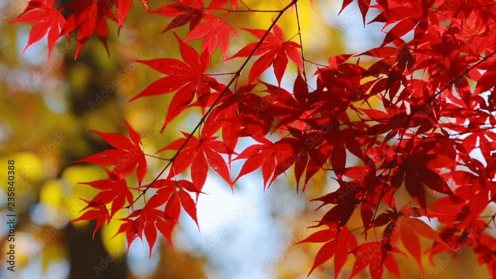 Red maple leaves against the background of the autumn forest. Red maple leaves against the background of the autumn forest.