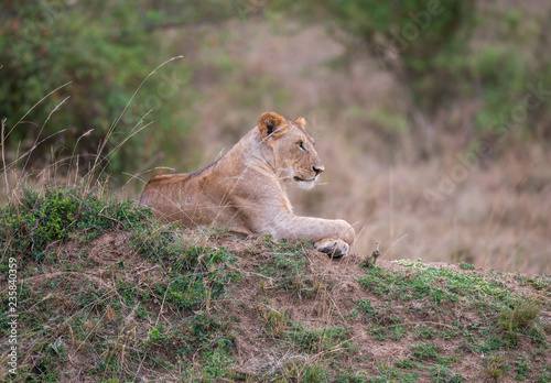 Fototapeta Naklejka Na Ścianę i Meble -  lion in the bush