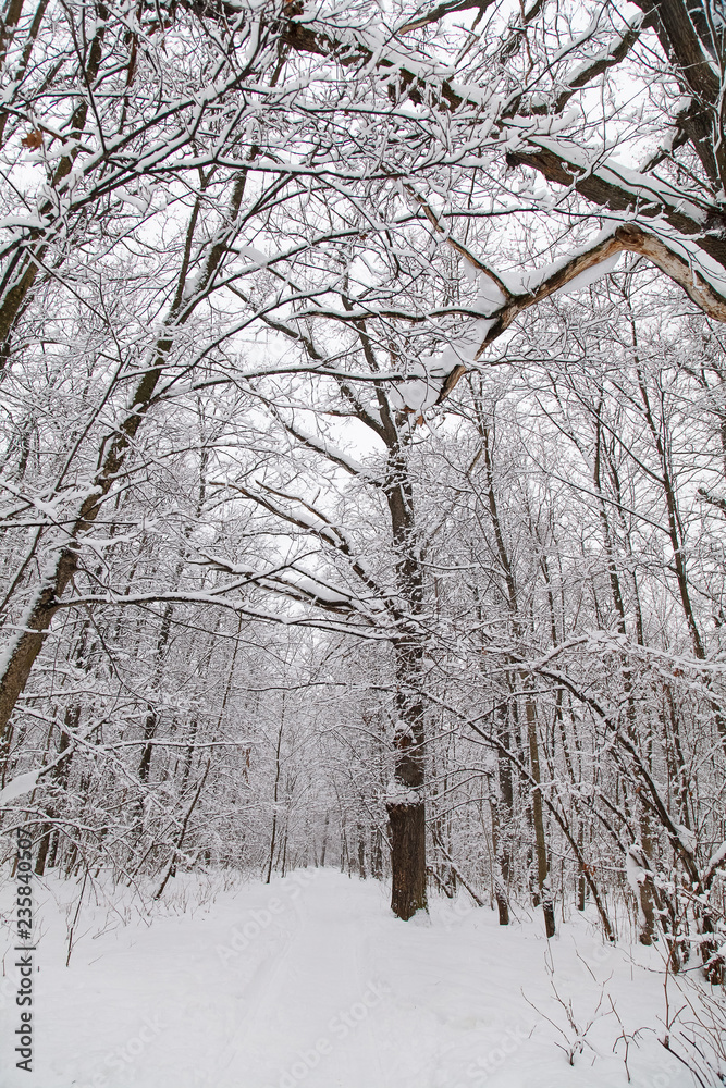 Beautiful winter forest landscape, trees covered snow Beautiful winter forest landscape, trees covered snow
