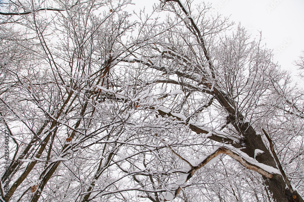 Beautiful winter forest landscape, trees covered snow Beautiful winter forest landscape, trees covered snow