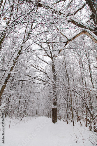Beautiful winter forest landscape, trees covered snow © ksubogdanova