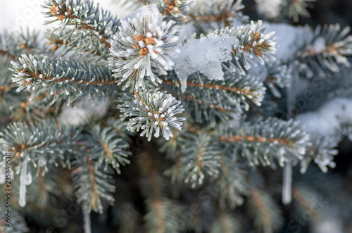 Twigs of fir tree in the snow, winter background