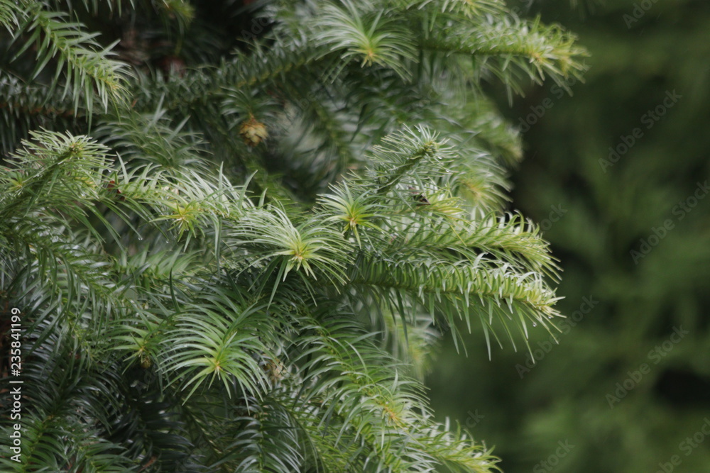 Needle-shaped Leaves, Pine Tree is an Evergreen Tree Needle-shaped Leaves, Pine Tree is an Evergreen Tree