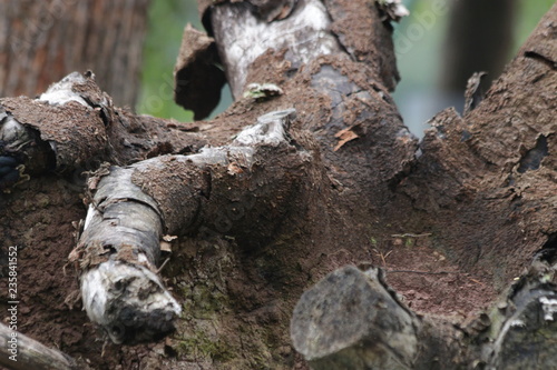 Close up the Texture of Tree Bark