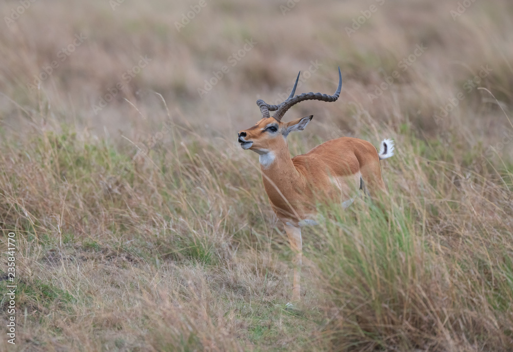 one Thomson Gazelle one Thomson Gazelle