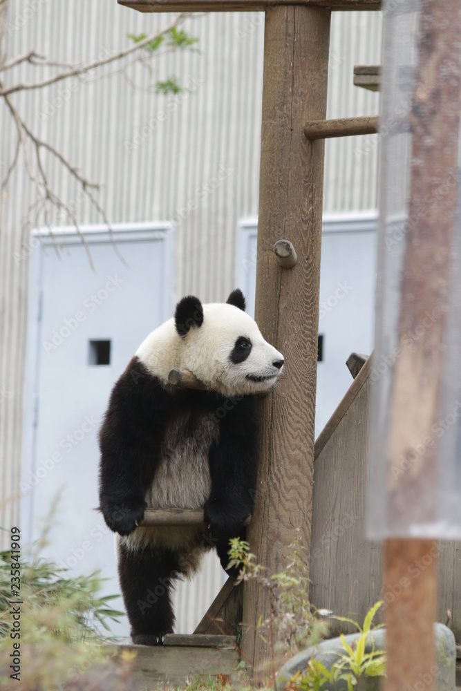Fototapeta premium Playful Panda Cub on the Playground, Wolong Giant Panda Nature Reserve, Shenshuping, China