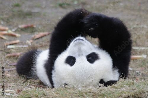 Fototapeta Naklejka Na Ścianę i Meble -  Close up Panda Cub Face, China