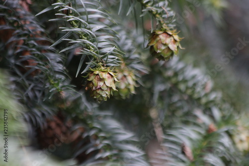 Pine Cone in Autumn