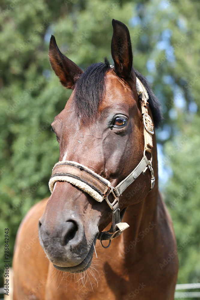 Obraz premium Head of a healthy sport horseduring dressage at rural equestrian center
