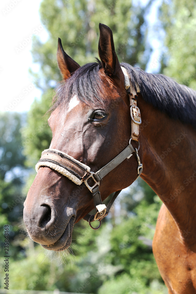 Obraz premium Head of a healthy sport horseduring dressage at rural equestrian center