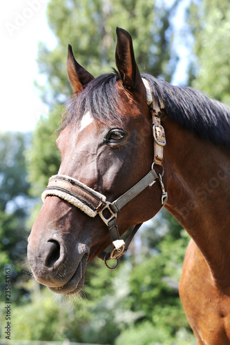 Head of a healthy sport horseduring dressage at rural equestrian center © acceptfoto
