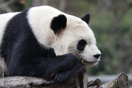 Close up sleeping Panda, China