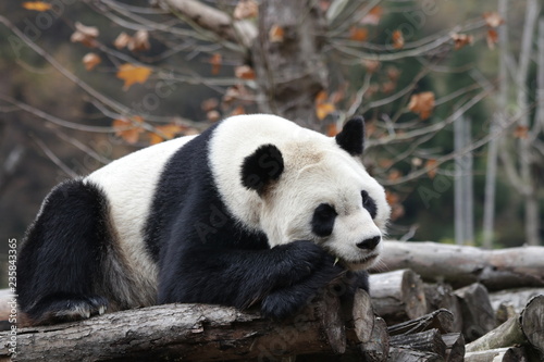 Sleeping Panda in Winter Time, Wolong Giant Panda Nature Reserve, Shenshuping, China