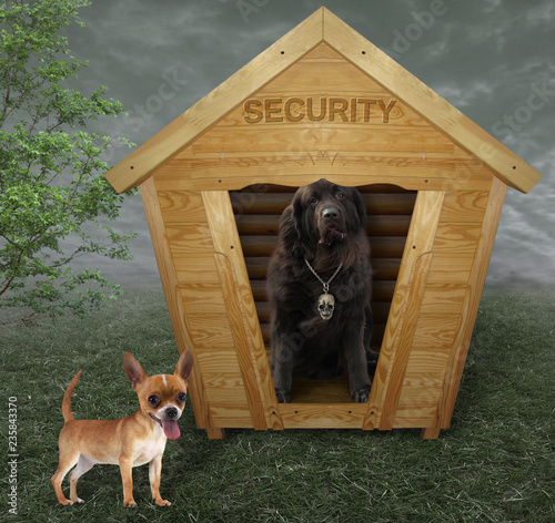 The big black dog is in the wooden security booth. The other small one is next to it.