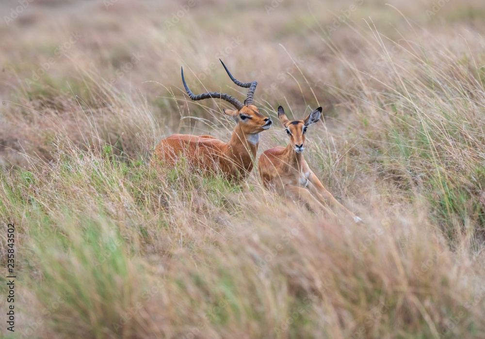 Thomson gazelle couple Thomson gazelle couple
