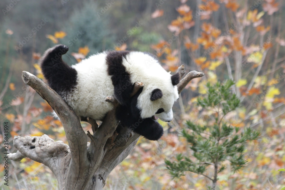 Funny Pose of Little Panda on the Tree, China Funny Pose of Little Panda on the Tree, China