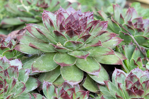 closeup of a plant in the garden