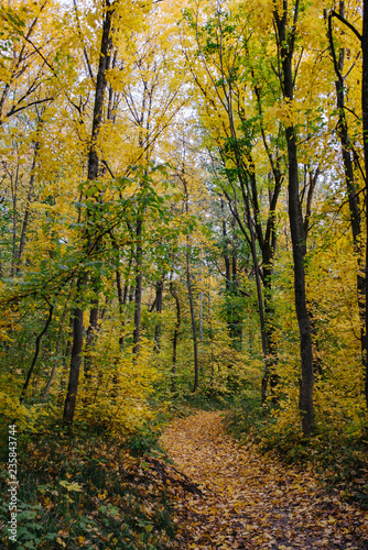 Autumn forest. Ecological safety. Wildlife concept. Autumn foliage and orange leaf fall. Mixed forest. © vitleo
