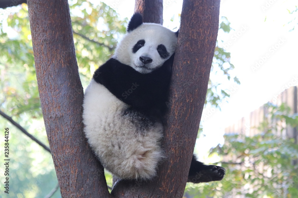 Fototapeta premium sleepy panda cub on the Tree, Chengdu, China