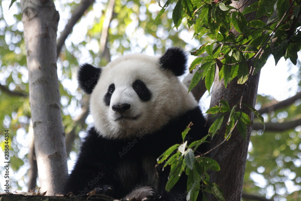 Close up Fluffy Face of Panda Cub's Face , Chengdu Base, China